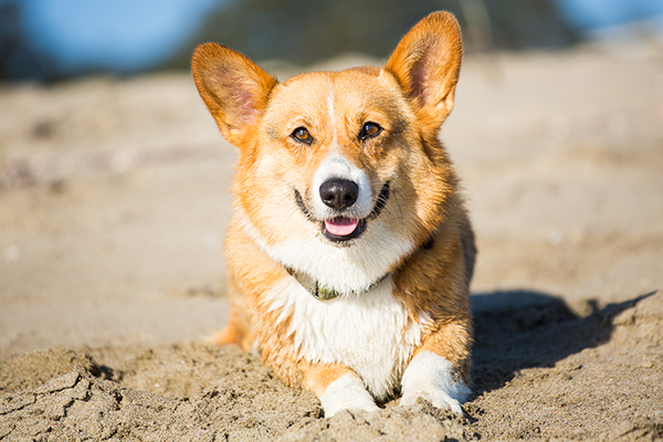 Happy Tails: Chewey the Corgi - Daily Dog Tag