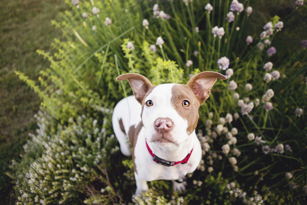 © Jessica Cobb Pet Photography | Lifestyle-dog-photography, Griffin, GA pet photographer, inspiration for dog portraits