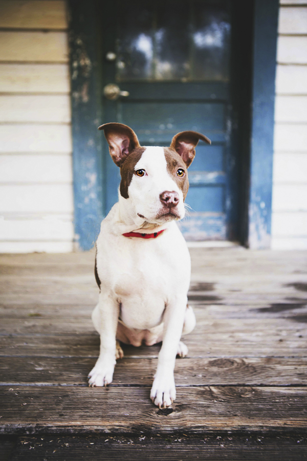 © Jessica Cobb Pet Photography | beautiful pit bull photos, dog sitting on porch in front of old blue door- Lifestyle-dog-photography-12