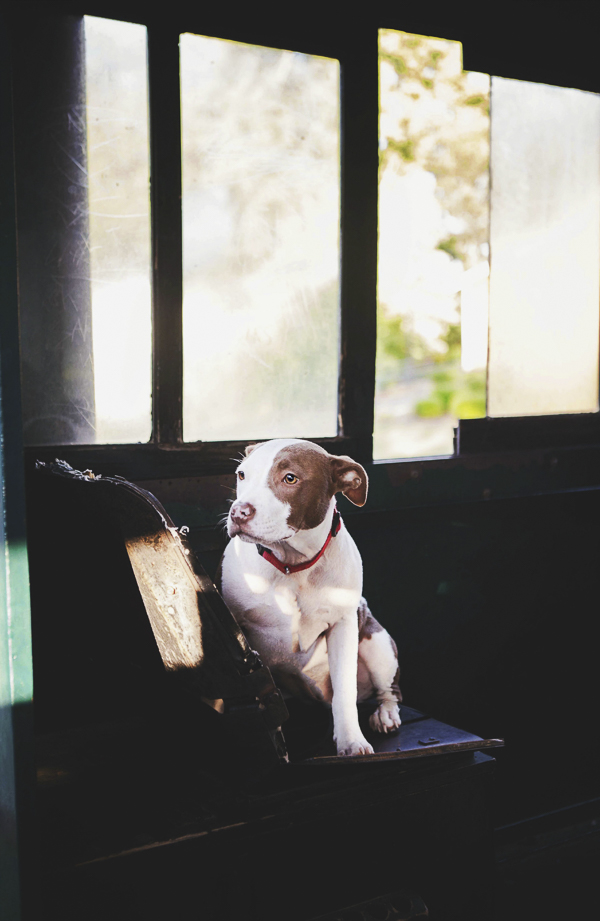 © Jessica Cobb Pet Photography- dog sitting in abandoned house, on location pet photography