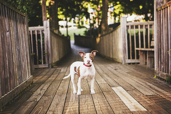 © Jessica Cobb Pet Photography | Lifestyle-dog-photographer, dog on boardwalk, heartwarming dog photos