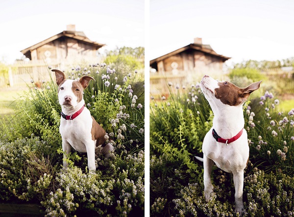 © Jessica Cobb Pet Photography |on-location-pit-bull-photography, pit bull in plants, gorgeous dog photos