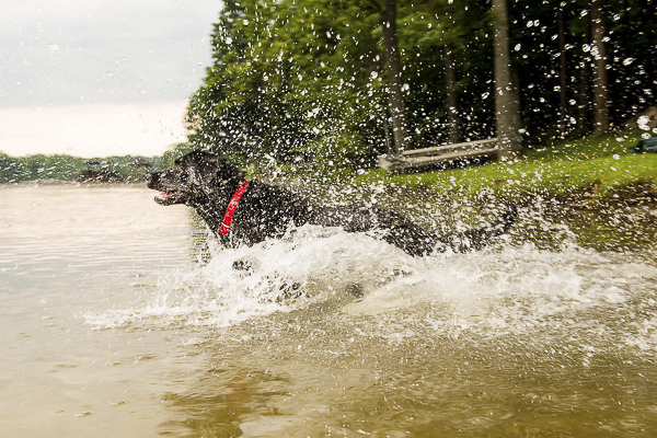 © Silent Moment Photography |  lifestyle dog photography. Black Labrador Retriever