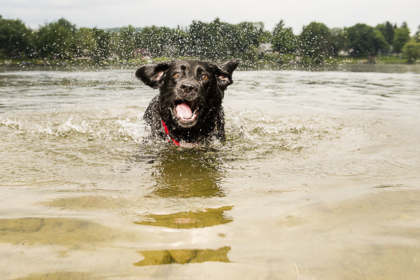 © Silent Moment Photography | crazy face Labrador, Lab swimming in lake, water loving Labrador Retriever