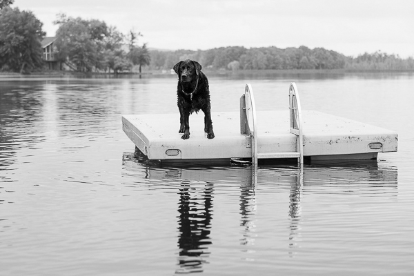  l© Silent Moment Photography | lifestyle dog photography. Black Labrador Retriever on dock