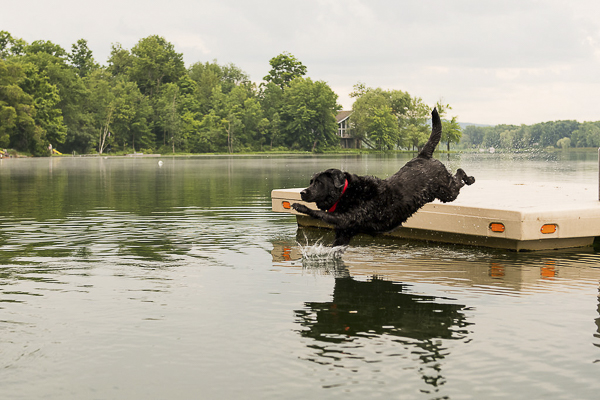 © Silent Moment Photography |  lifestyle dog photography. Black Lab jumping off dock