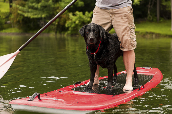 © Silent Moment Photography |  lifestyle dog photography. Black Lab on paddleboard