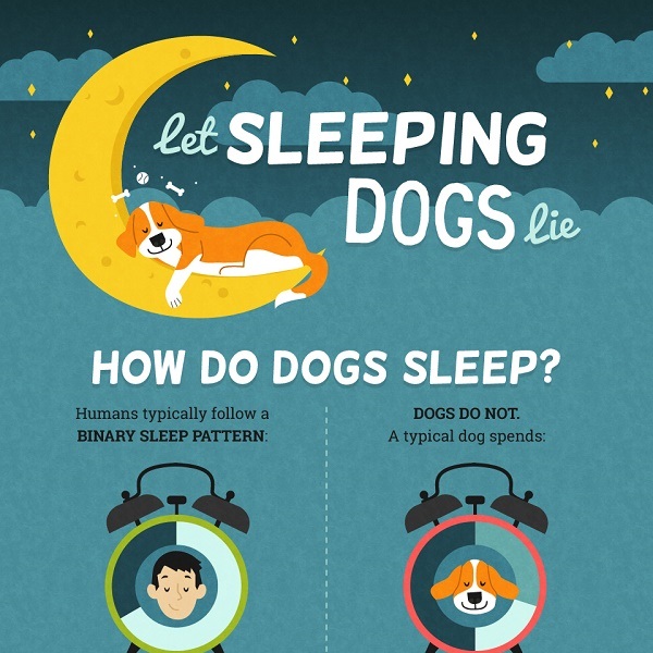 how many hours a day do dogs normally sleep