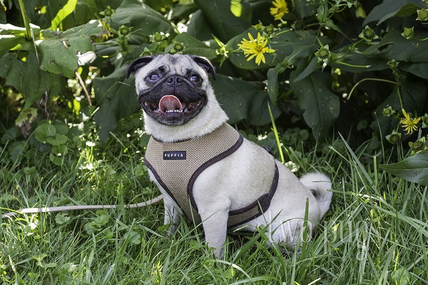 © Two Pugs Studio | on location dog photography, Pug wearing tan harness, Pug outside in grass