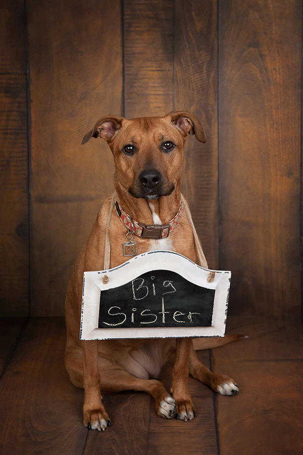 © Cathy Murai Photography, dog with big sister sign