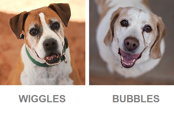 senior Boxer, senior Beagle, adoptable older dogs from Best Friends Animal Society, Adopt a Senior Month