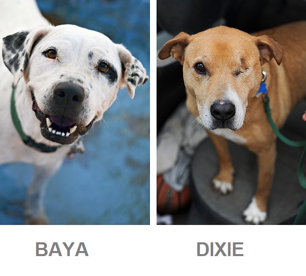 adoptable senior dogs from Best Friends Animal Society