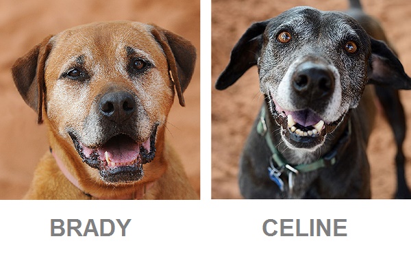Adoptable senior Ridgeback , senior Lab-Best Friends, caring for aging dog