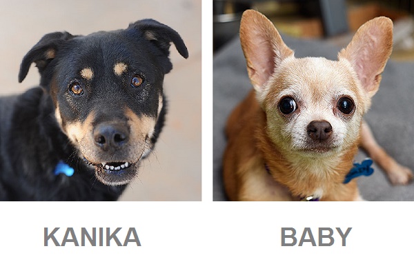 adoptable senior dogs from Best Friends, Rottweiler, adoptable Chihuahua
