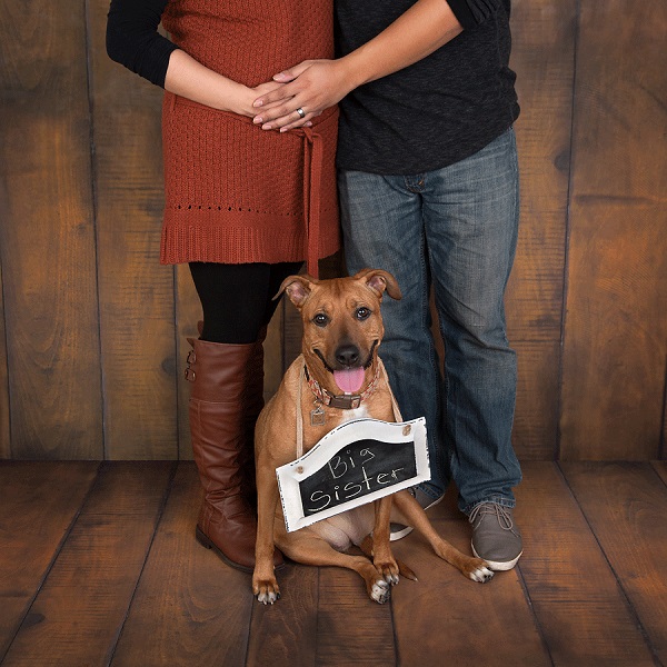 © Cathy Murai Photography | dog with "big sister" sign, dog announcing human's pregnancy, 