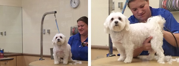 how much do dog groomers make at petsmart