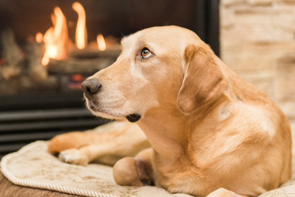 © Elska Productions | Yellow Lab by fire, in loving memory portraits