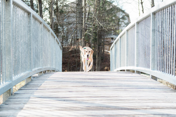 © Elska Productions | dog crossing bridge