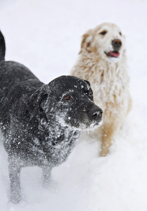 dynamic dog duo, snowday, big dogs in snow © Seraphim Fire Photography