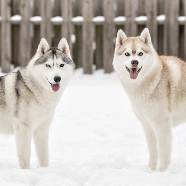 are siberian huskies compatibles with parrots