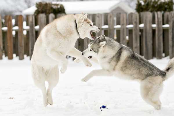 Playing Dogs On Snow. Husky Dogs Jump, Bite, Fight. Friendly Two