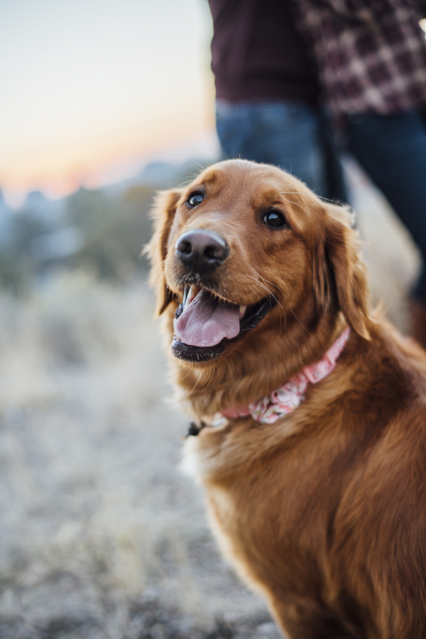 engagement pictures with Golden Retriever wearing coral collar