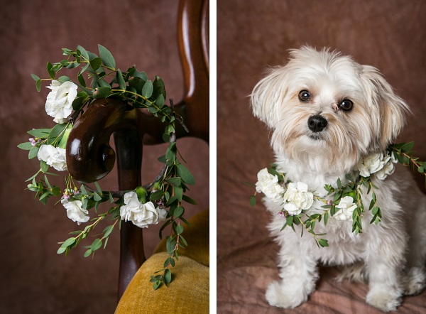 white and green floral wreath for dog, Morkie sitting on chair