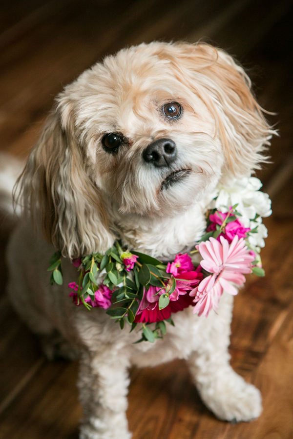 Yorkie-Bichon mixed breed wearing real flower collar