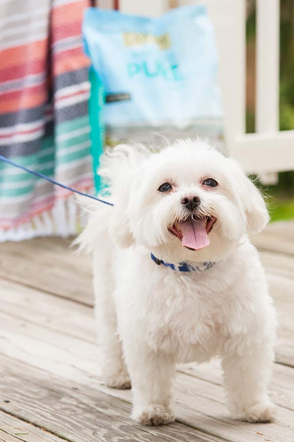 happy Maltese standing on deck, #healthypethappypet 