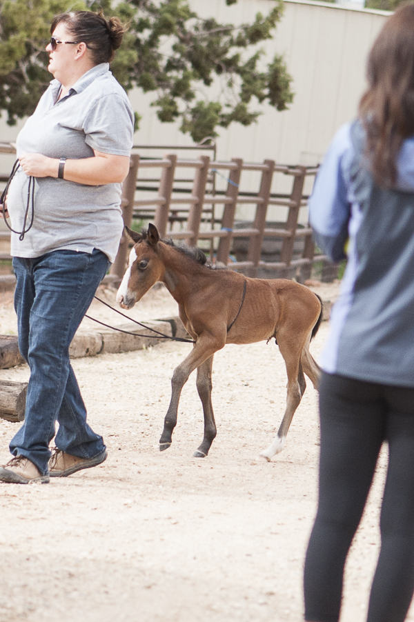 Best Friends Animal Sanctuary, one-month-old colt 