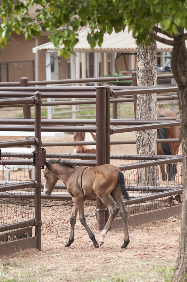 young foal entering ring at Best Friends Horse Haven