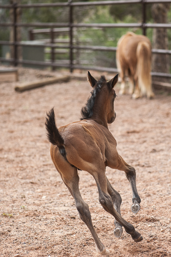 Young colt running in ring, Best Friends Animal Sanctuary