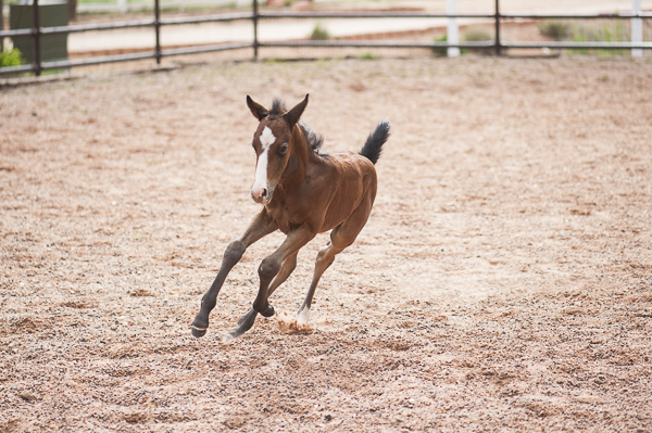 foal frolicking at Best Friends Animal Sanctuary