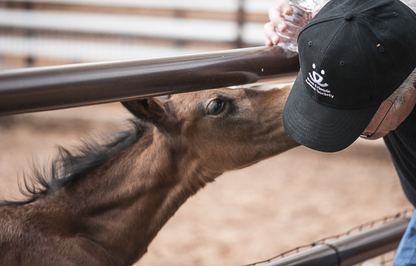 young foal nuzzling man, © Daily Dog Tag | Best Friends Animal Sanctuary