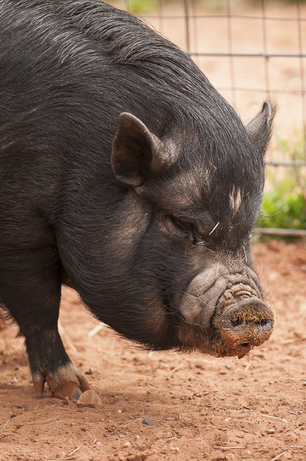 pig with Donald Drumpf comb over, Best Friends Animal Sanctuary