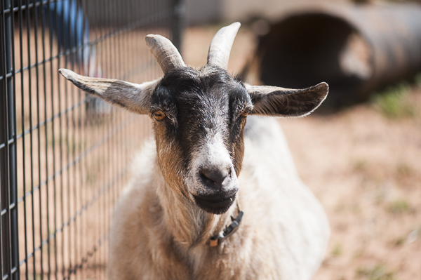 Pygmy goat, Best Friends Animal Sanctuary