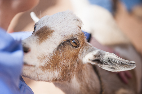 Nigerian Dwarf goat, Best Friends Animal Sanctuary