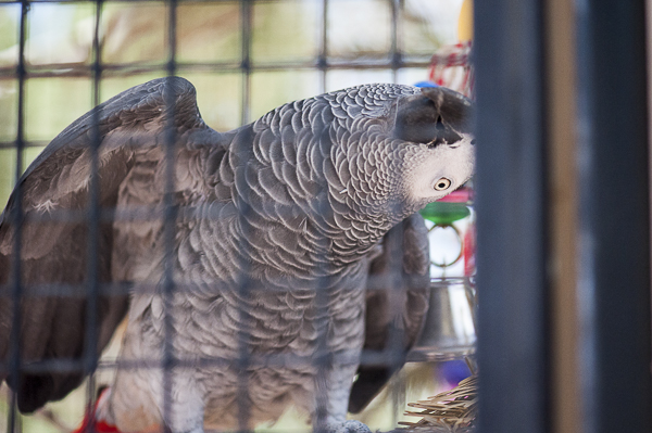 African Grey Parrot playing peekaboo, Best Friends Animal Sanctuary