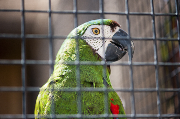 Macaw in aviary | Best Friends Animal Sanctuary