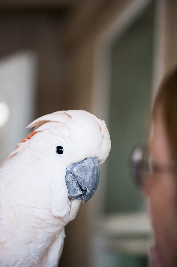 Cockatoo | Best Friends Animal Sanctuary