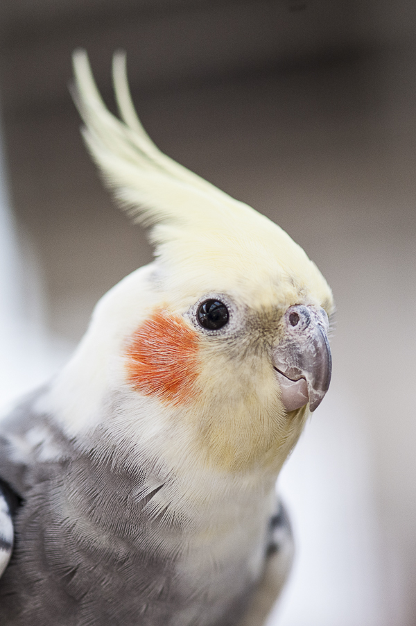 cockatiel | Best Friends Animal Sanctuary