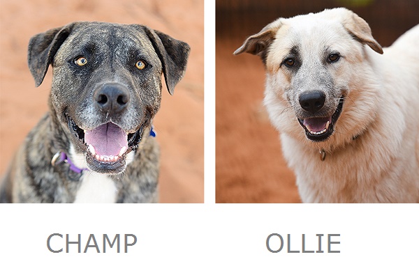 Champ, Ollie Best Friends Animal Sanctuary