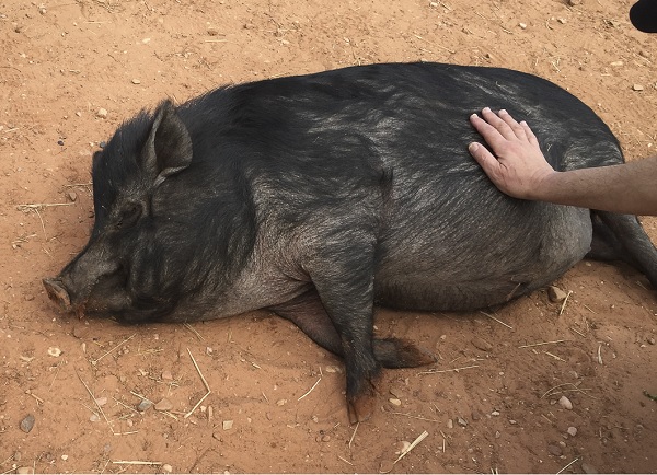 Daily Dog Tag-Pig getting belly rub