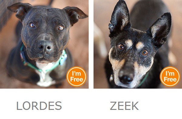 Lordes Zeek Best Friends Animal Sanctuary