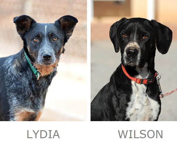 Lydia Wilson Adoptable Dogs Best Friends Animal Sanctuary