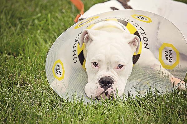 Vintage and Vogue American Bulldog wearing cone of kindness