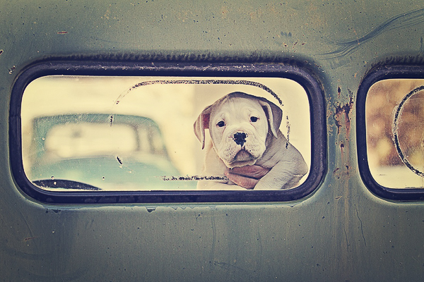 American Bulldog mixed breed puppy looking out rear window International pick up