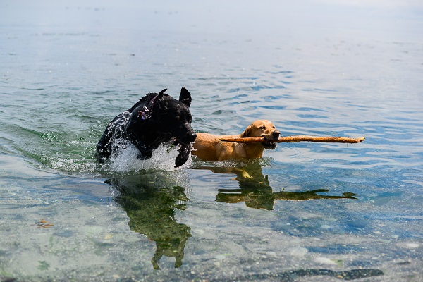 __Nunn_Other_Photography Retrievers playing in water