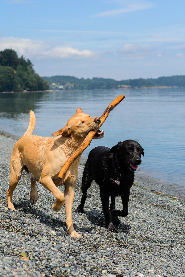 __Nunn_Other_Photography_dogs at the beach, Retrievers fetching