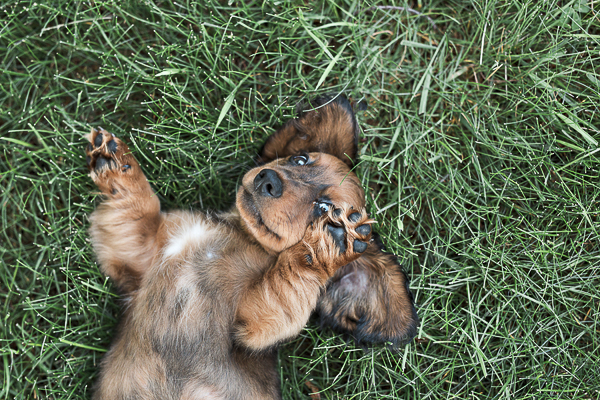 adorable puppy rolling on grass, Dachschund